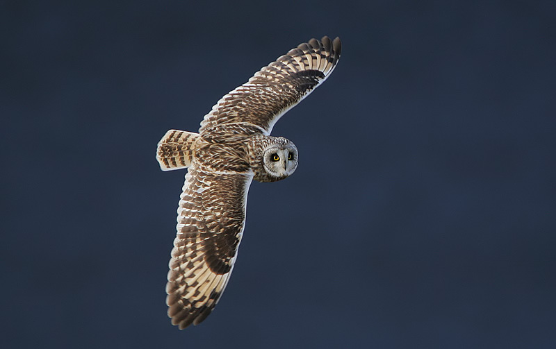 Soubor:Flickr - Rainbirder - Short-eared Owl (Asio flammeus) (1).jpg