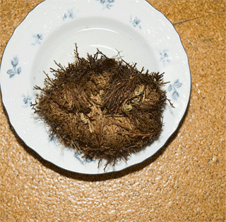 Soubor:Rose of Jericho.gif