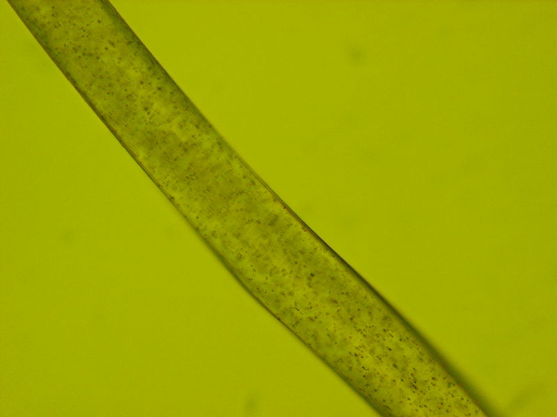 Soubor:Polyester 40x.JPG