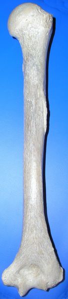 Soubor:Humerus post.jpg