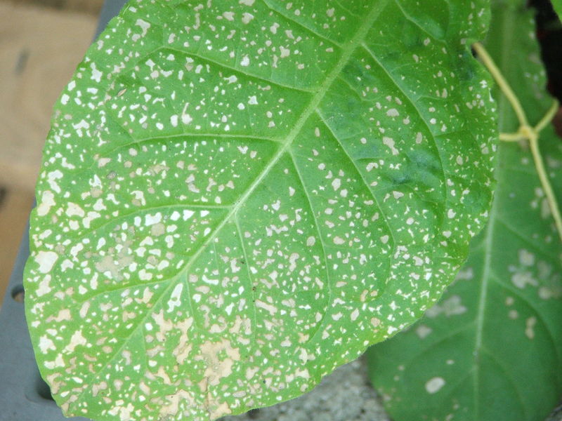 Soubor:Feuille de tabac nécrosée.JPG
